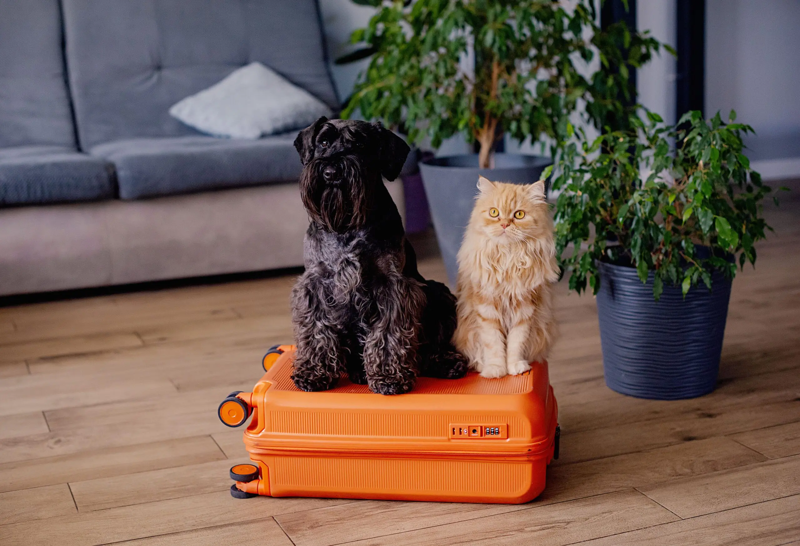A dog and cat sitting together on a suitcase, representing bringing pets to France